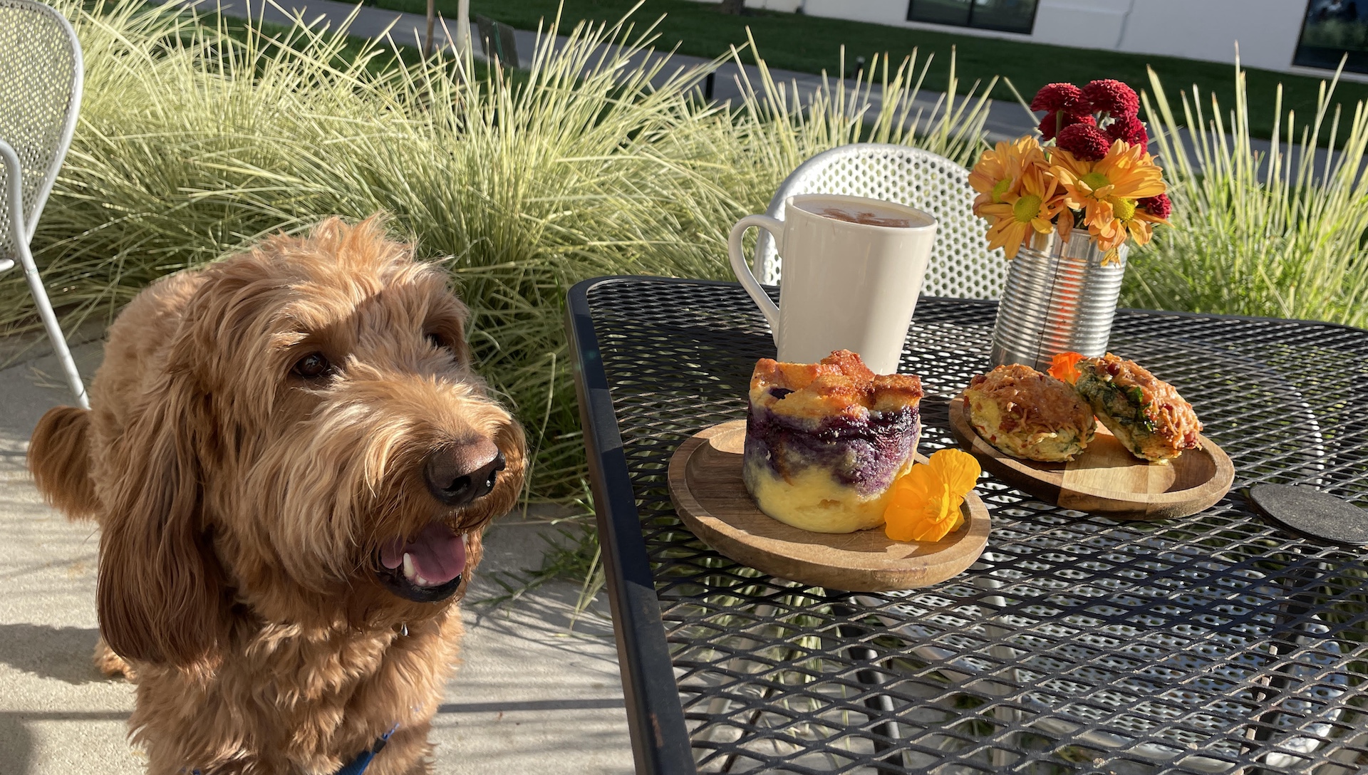 dog by a table at kitchen, a dog friendly restaurant