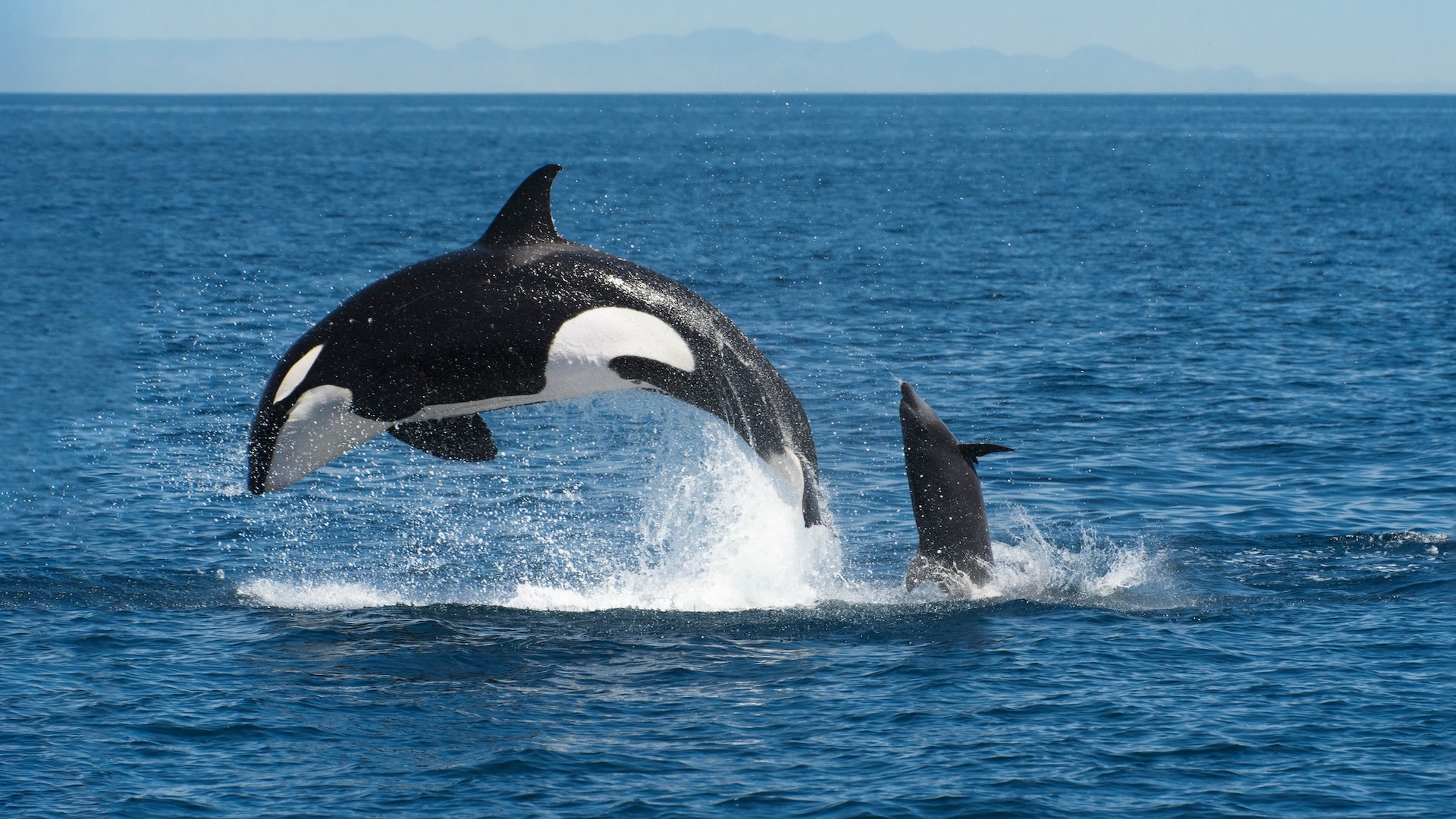 An adult orca and a baby orca jump out of the water.