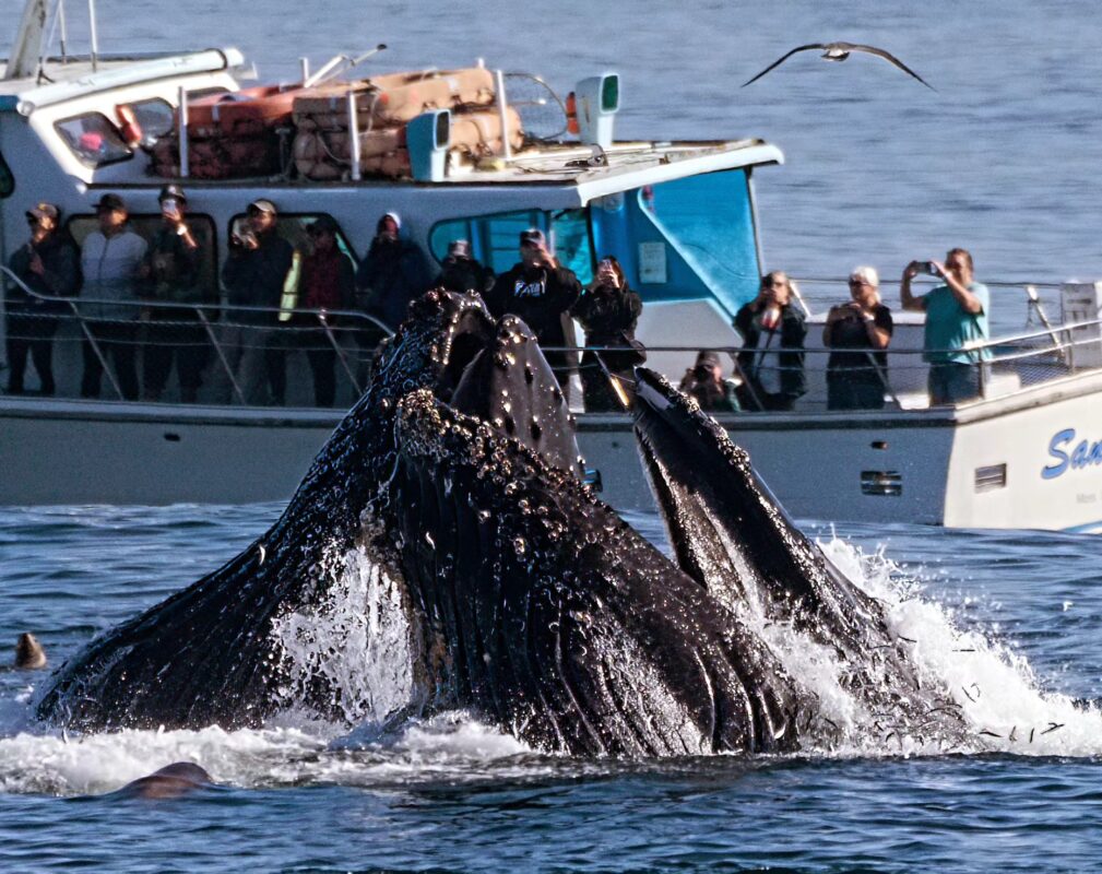 A whale breaches the surface while a whalewatching boat filled with people watches from the distance.