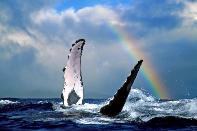 Maui Whale Fins with Rainbow