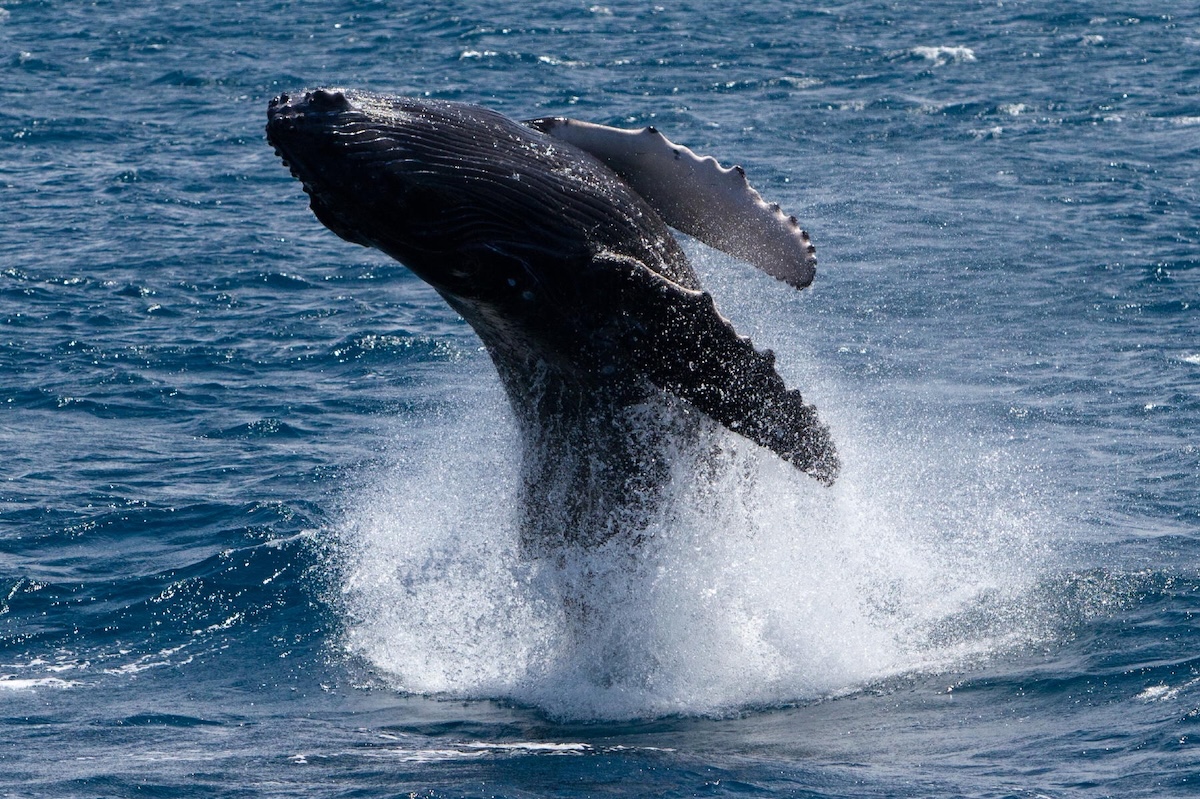 A whale jumps above the surface of the ocean.