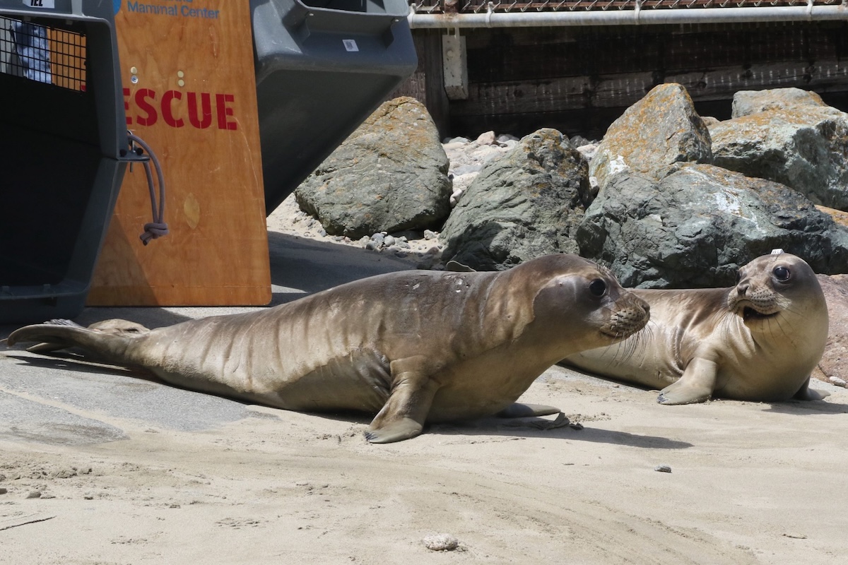 Two elephant seals exit a rescue crate onto a sandy shore.