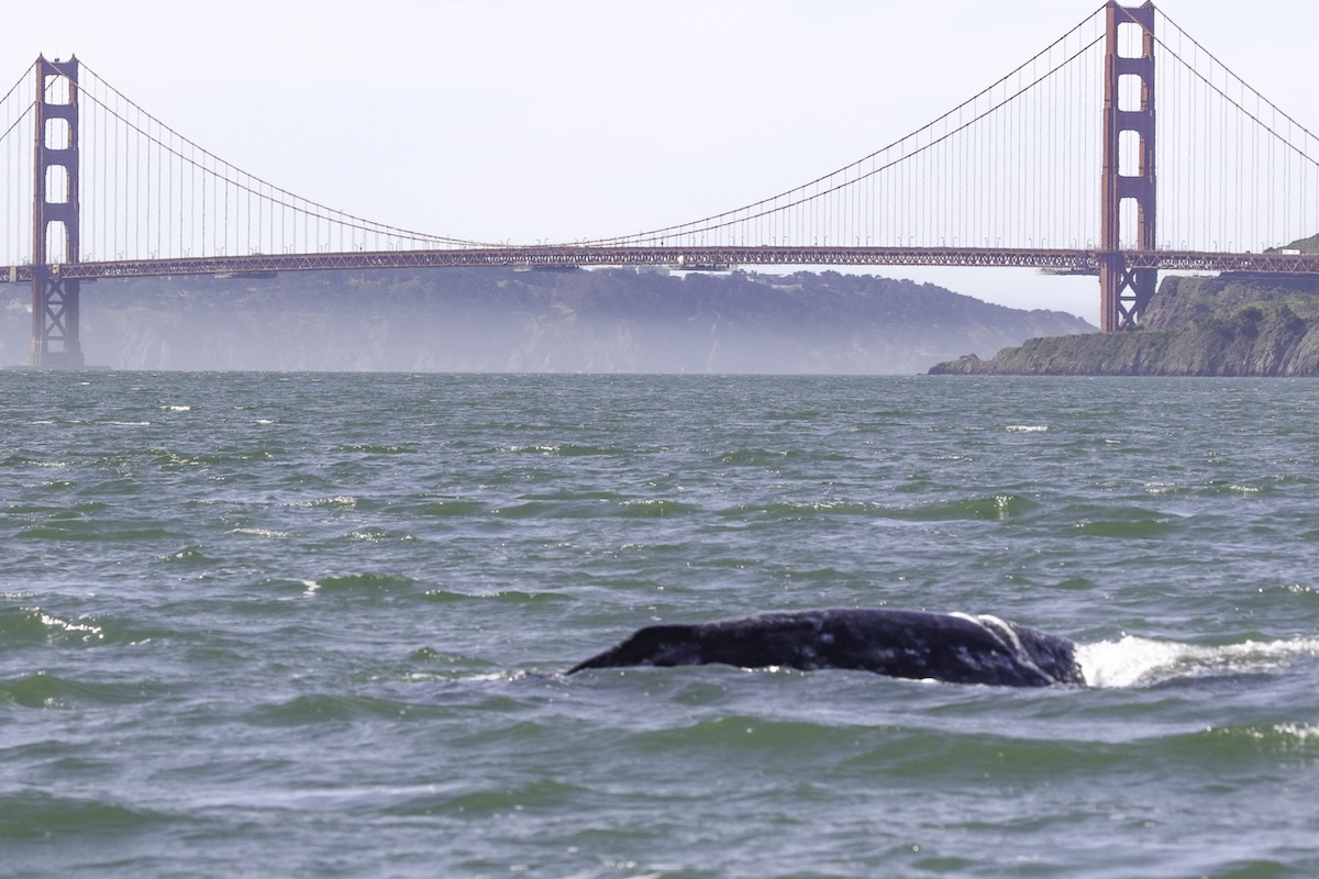 A whale tale is seen breaching the surface of the San Francisco Bay with a view of the Golden Gate Bridge in the background.