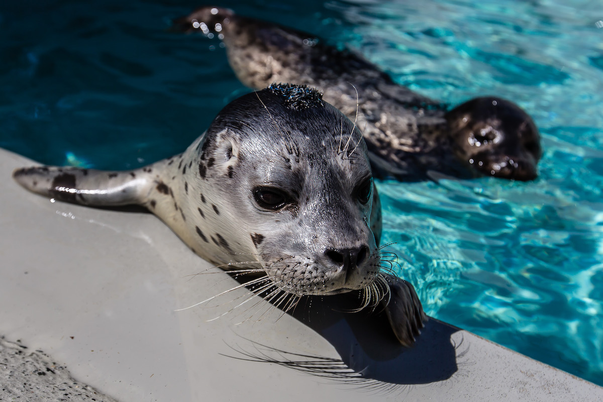 Two harbor seals swim around in a pool.