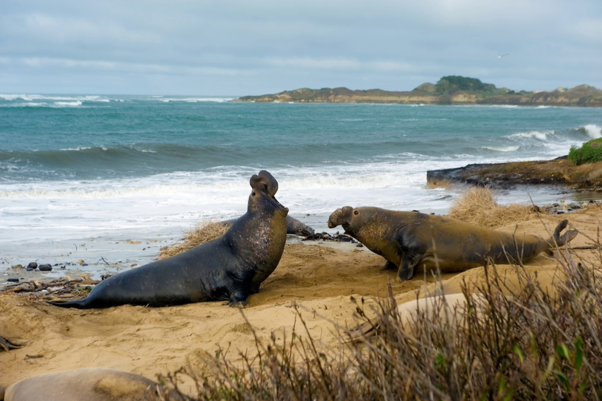 Año Nuevo State Park