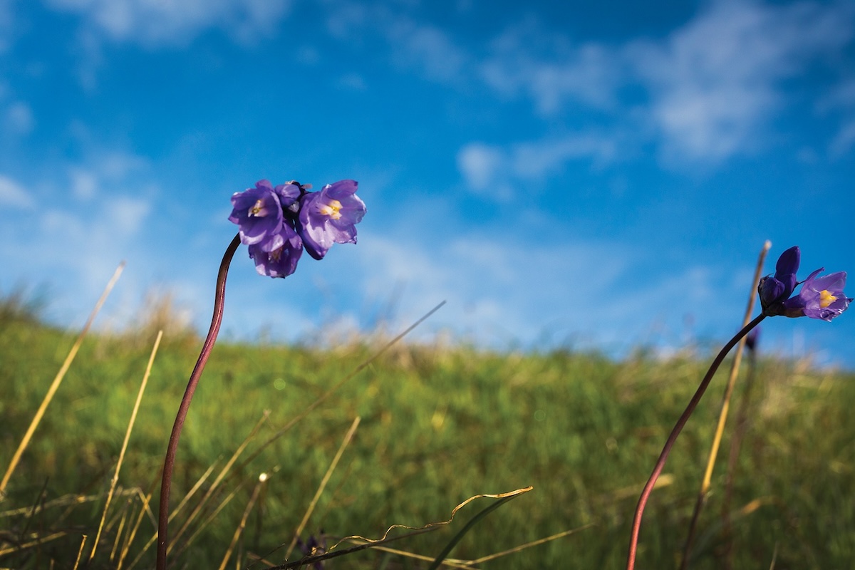 Blue dicks wildflowers stand tall in a grassy area against a bright blue sky.