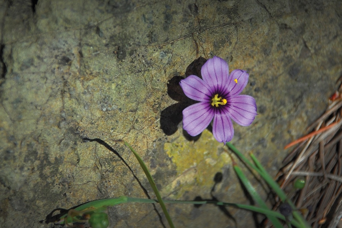 A purple flower with a yellow center grows against the side of a rock.