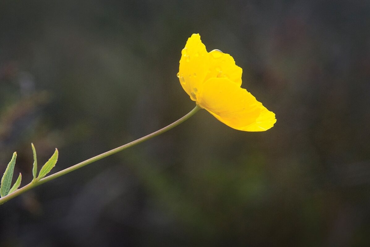 A yellow flower with a tall stem.