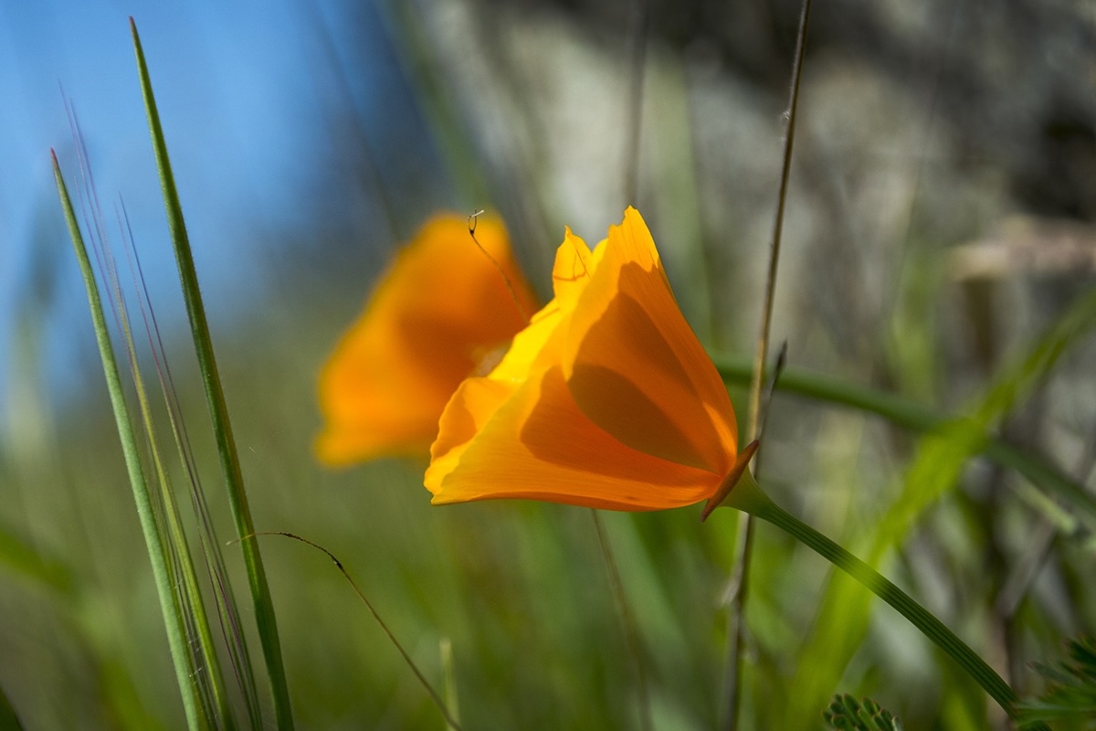 A the golden California poppy grows among some grass.