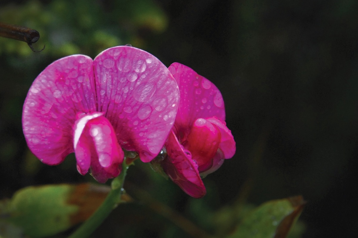 A fuchsia colored pink flower spotted with morning dew.