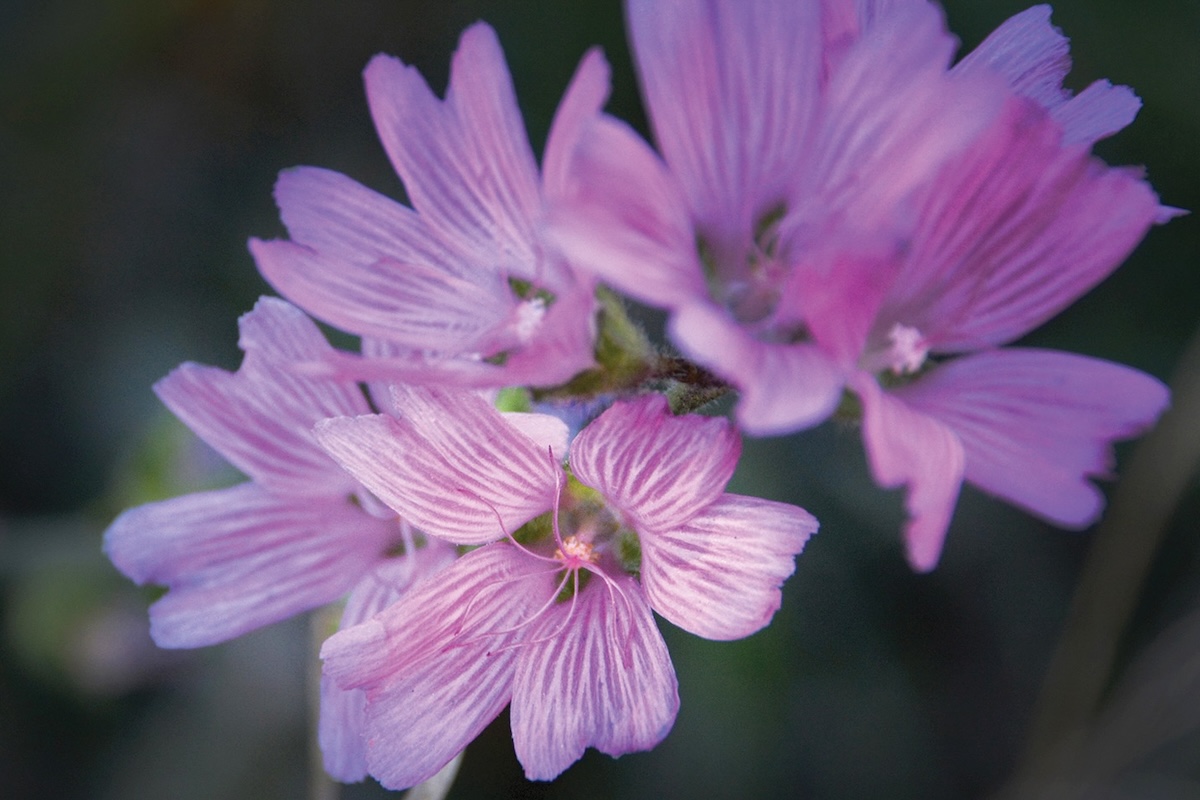 A light purple-pink flower with a pink center grows in a cluster.