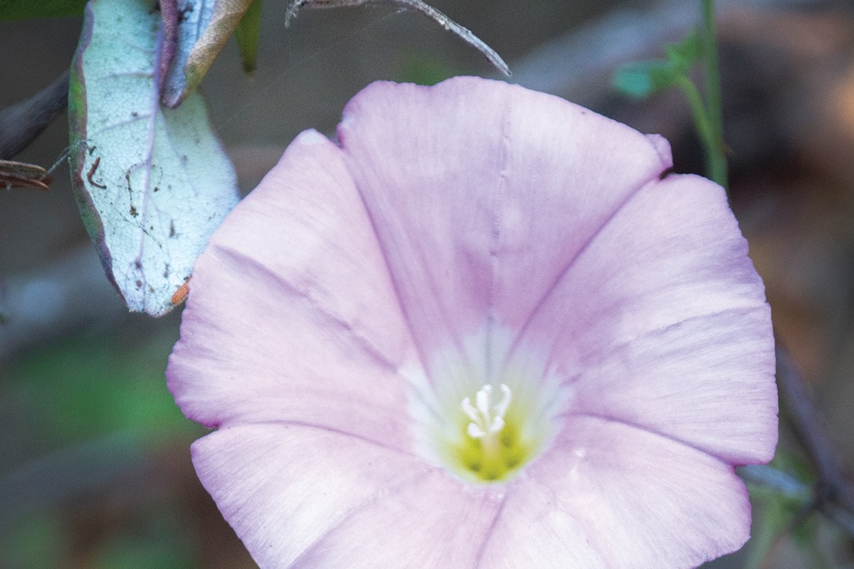 A light pink morning glory flower with a white and pale yellow center.