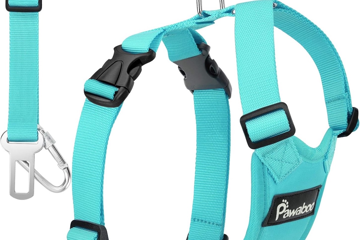 A bright aqua blue dog harness with seatbelt clips.