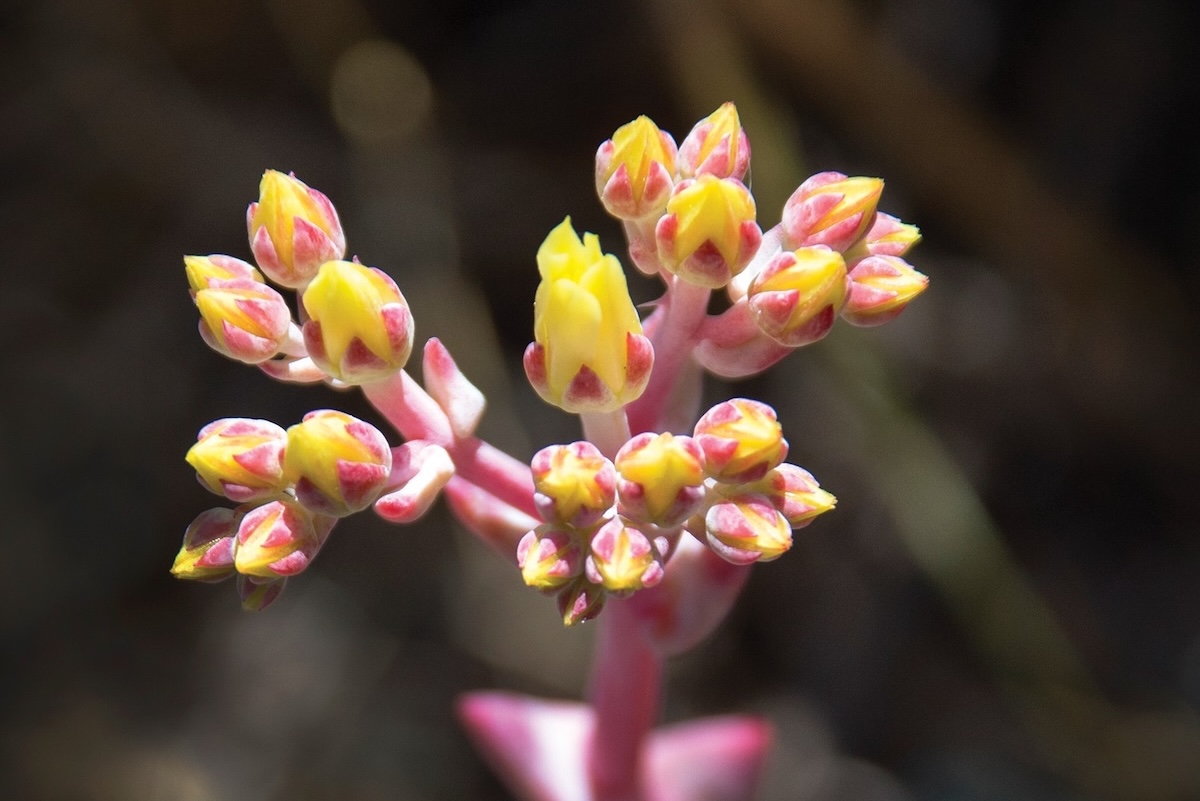 A flower with a light pink stem and little yellow buds.