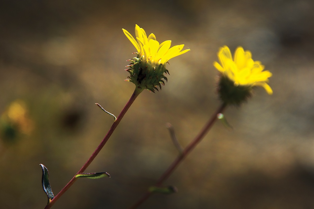 A little yellow flower with a rounded green bottom and a long red stem.