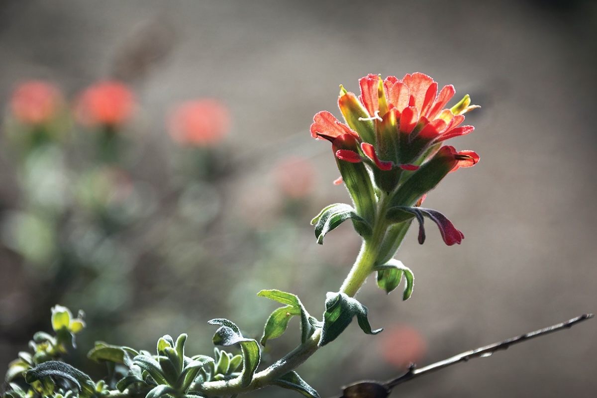 A flower with a long stem that has many leaves and is curving upwards with a salmon-colored flower with many petals.