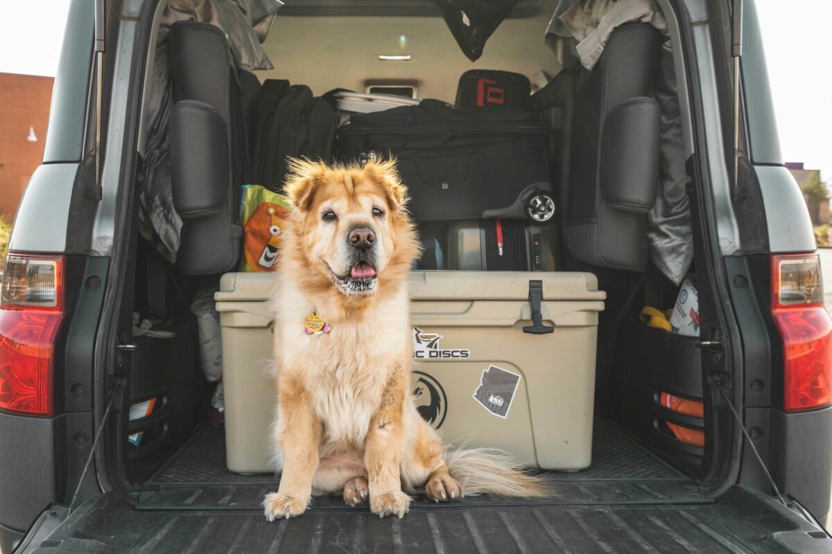 A fluffy golden-haired dog sits in the back of a car with the trunk open and a cooler in the back.