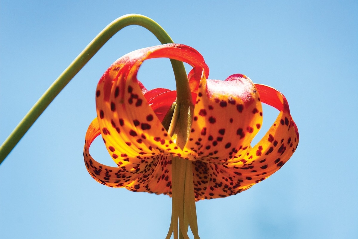 A leopard lily, with orange, red and yellow colored petals, brown spots and a long center.