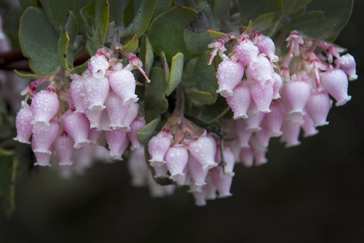 Clusters of light pink, bell-shaped flowers.