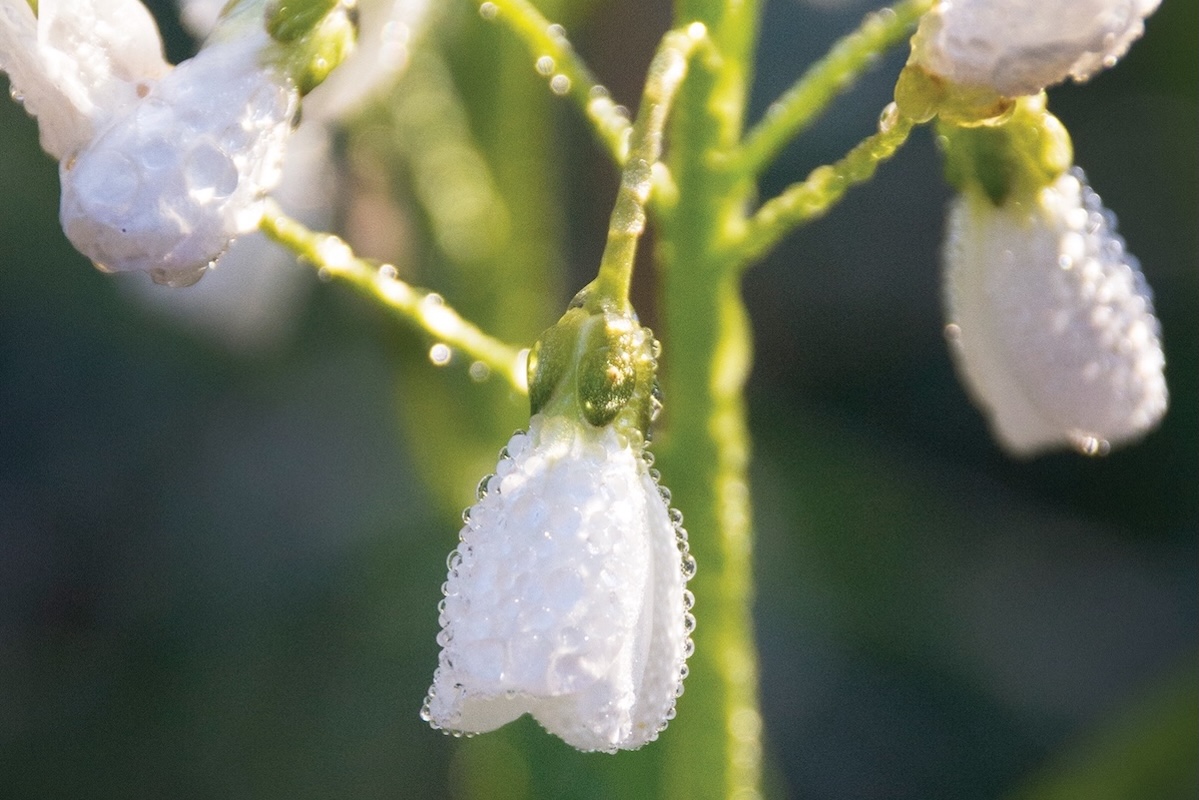 White bell-shaped flowers covered in morning dew hang down from their stems.