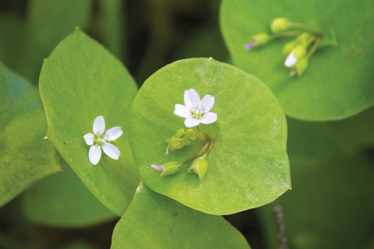 Round leaves with small white flowers growing from the centers.