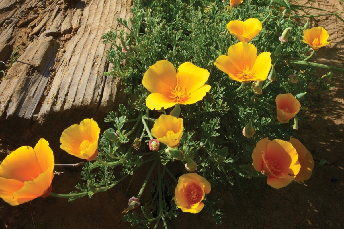 A cluster of poppies grows along a trail next to some wood.
