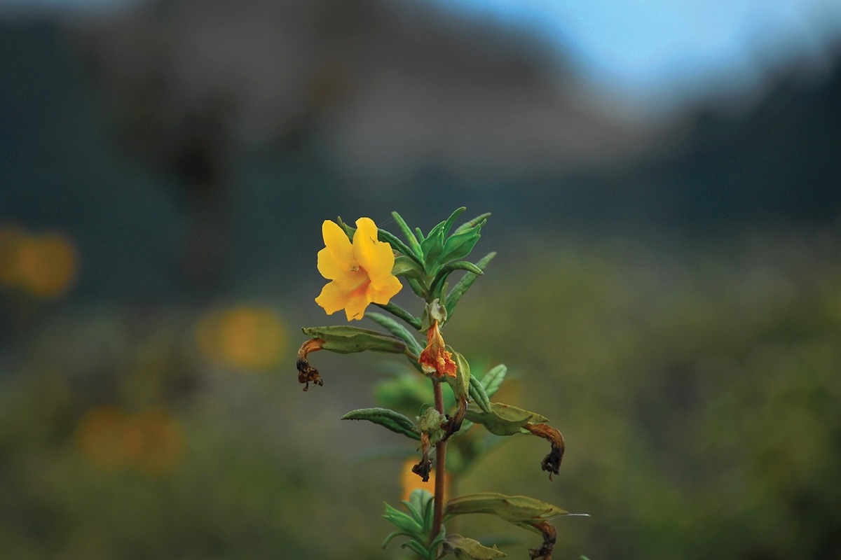 A long stemmed flower with many leaves and yellow petals.