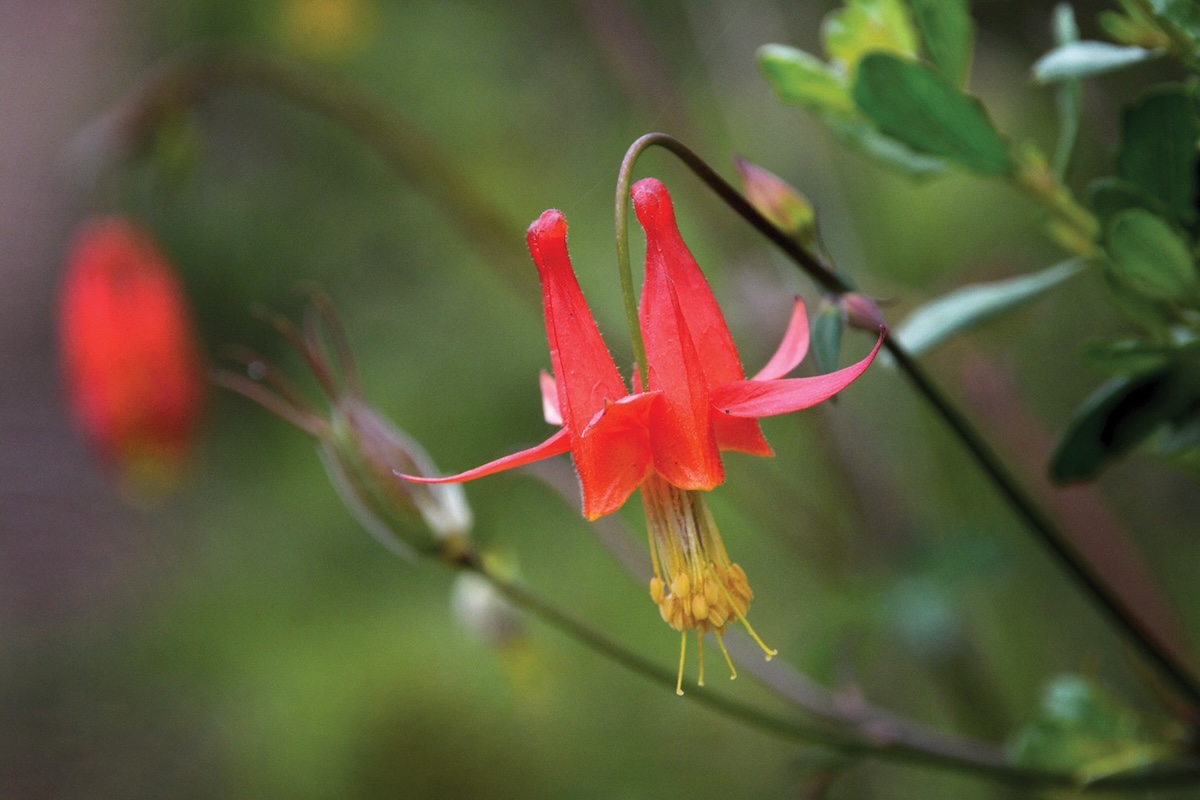 A red trumpet-shaped flower curving downwards with a long yellow center.