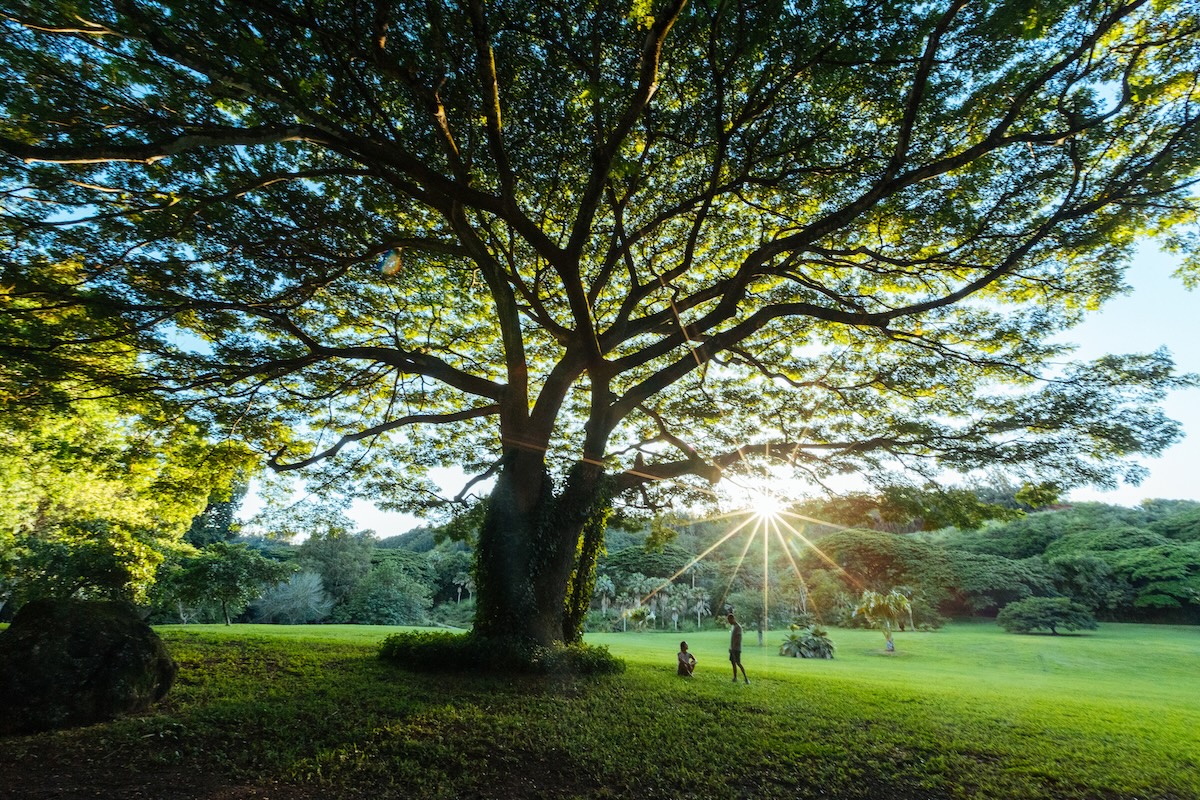 McBryde Garden