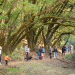People hike on a trail lined with wood posts and rope through a redwood forest.