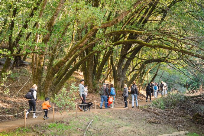 People hike on a trail lined with wood posts and rope through a redwood forest.