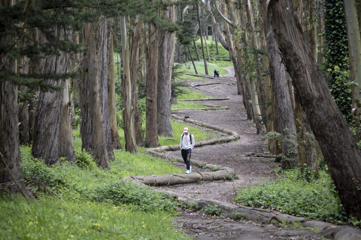 A man walks with his hands in his pockets down a dirt path surrounded by trees and a curvy line built from tree trunks snaking through the center.