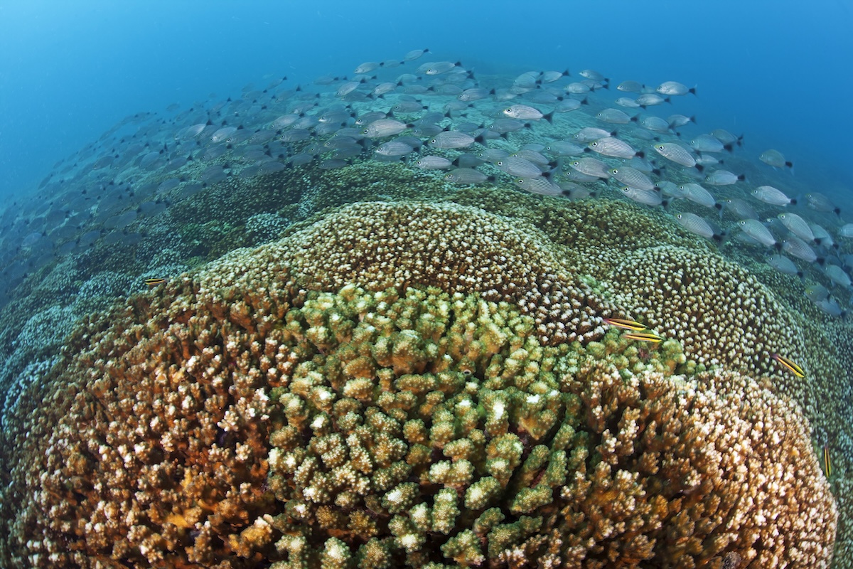 Coral Reef in Oaxaca