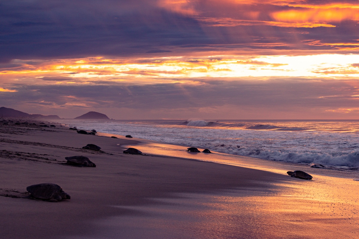 Sea turtles at sunset