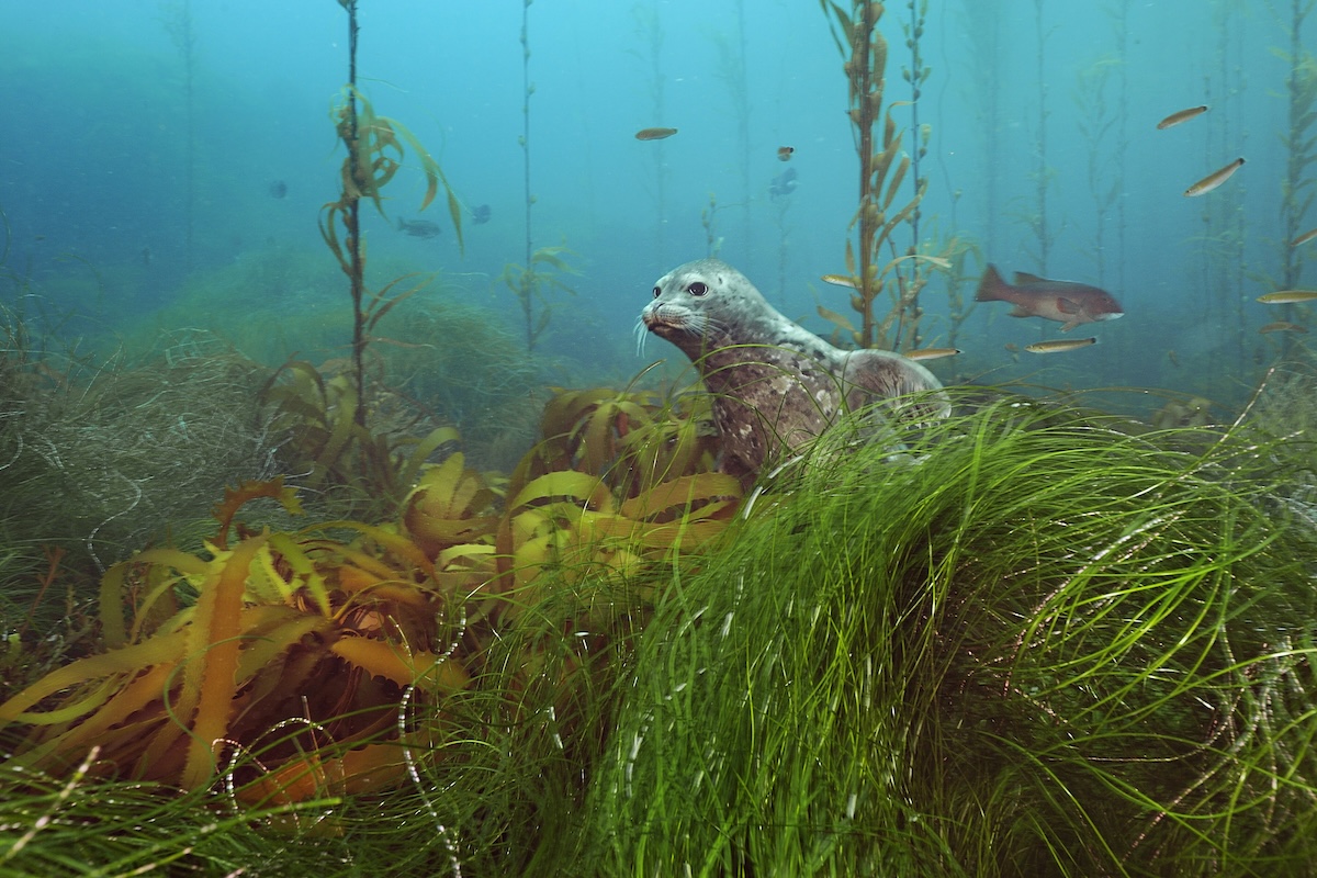 Seal in underwater grass area