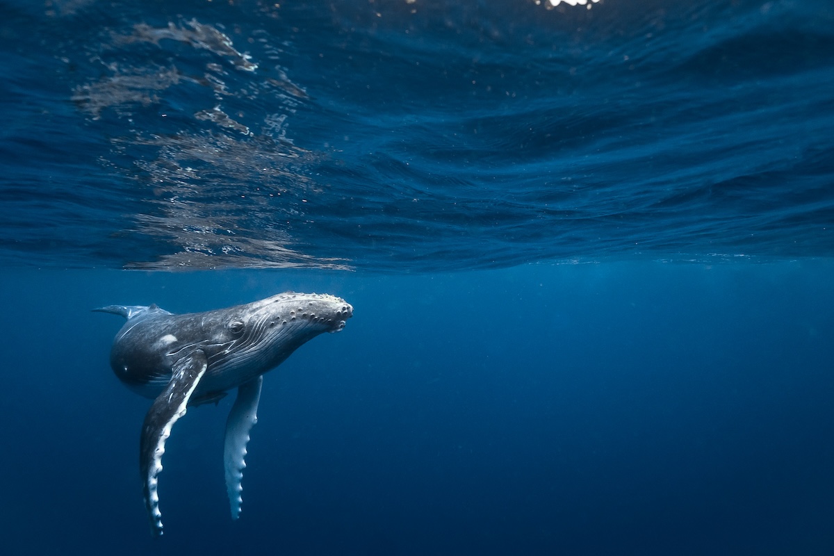 Humpback whale