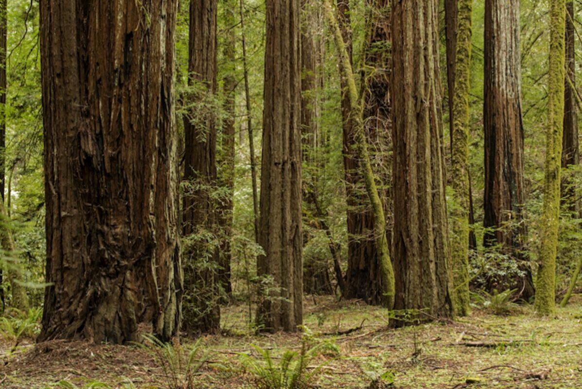 A serene redwood forest featuring tall trees and lush green grass under a clear sky.