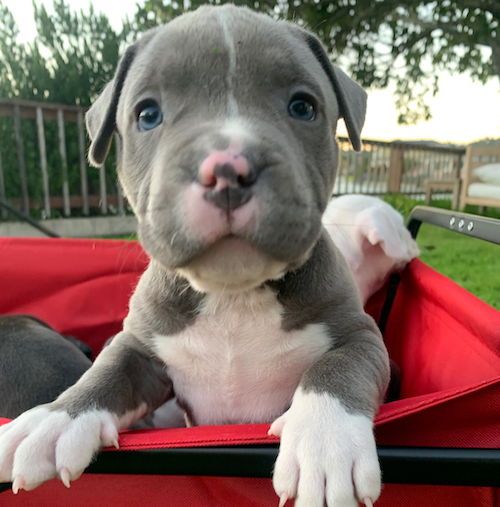 A cute gray puppy for SuperLove Cookies.