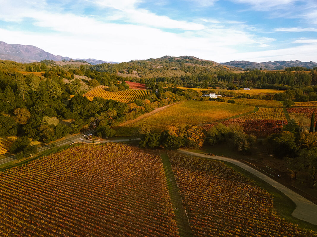 Overhead perspective of a vineyard field, featuring neatly arranged grapevines in a vibrant green setting.