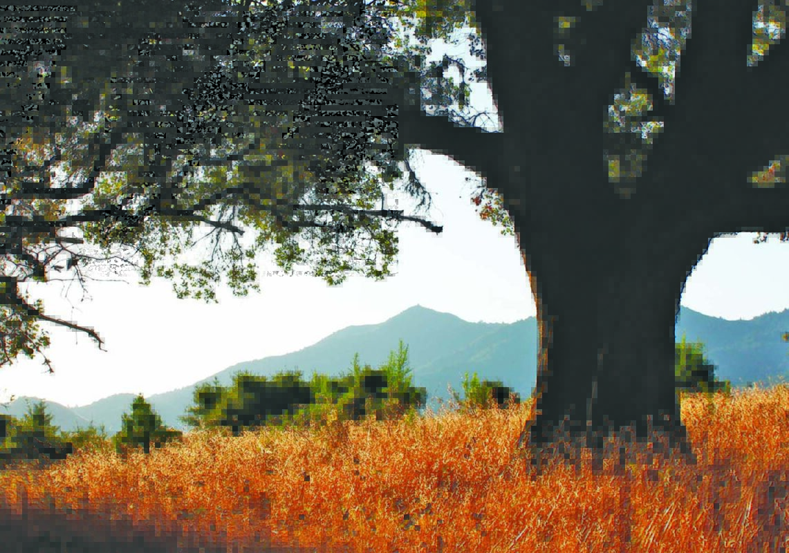 a tree on a hill in Marin County