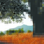 a tree on a hill in Marin County