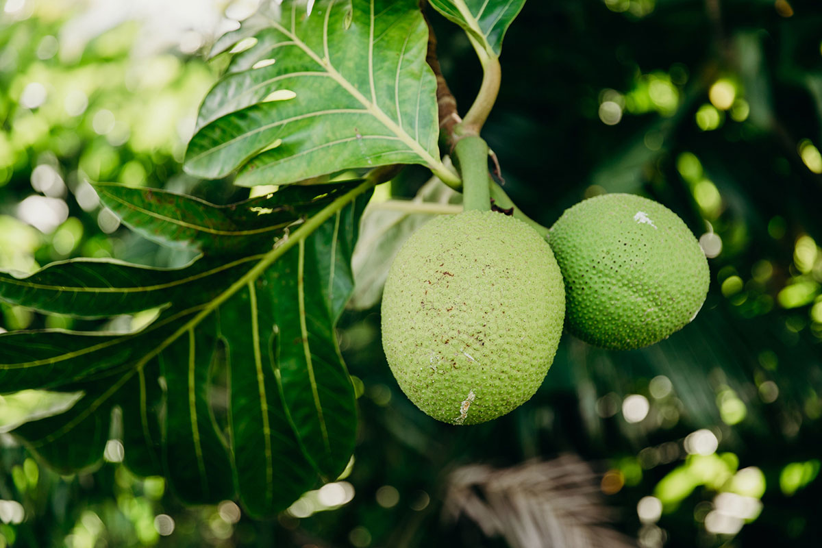 Breadfruit Tree and Fruits