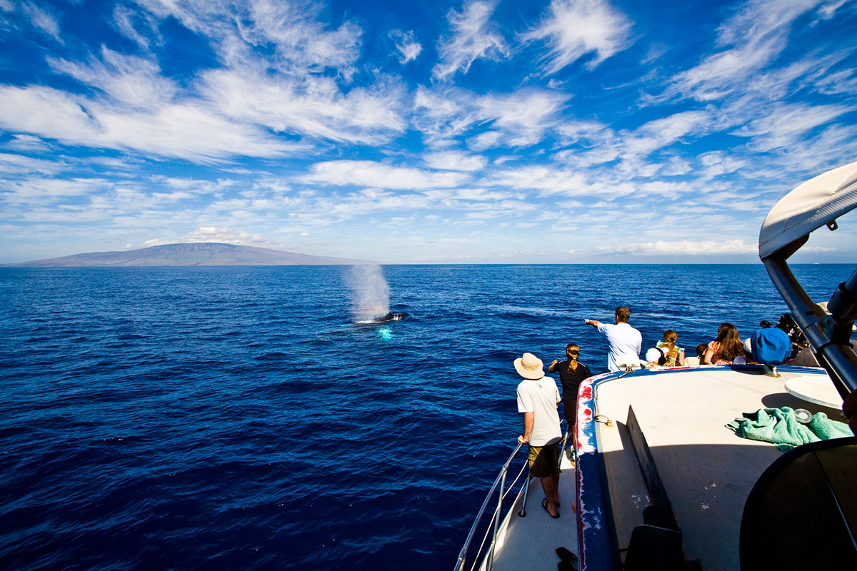 Several individuals watching a whale create bubbles in the water
