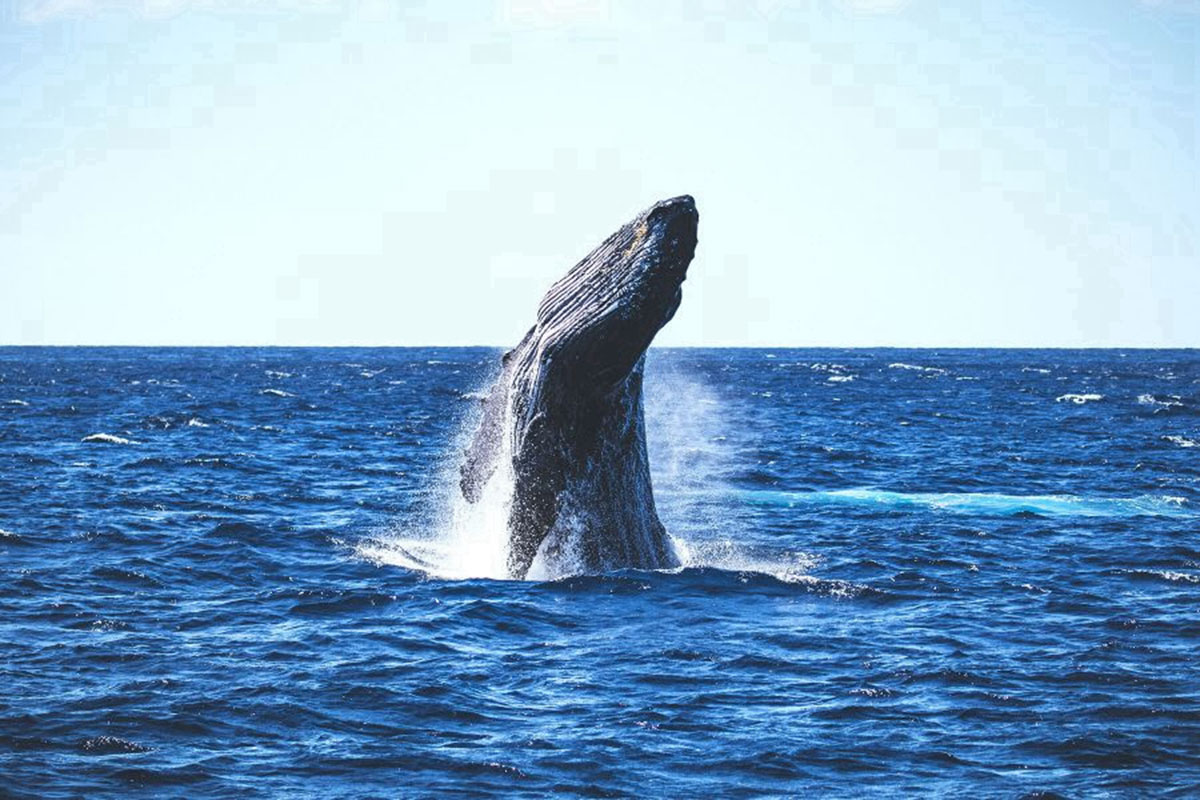 A humpback whale leaping from the water, creating a splash as it breaches, highlighting its size and grace.