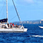 A whale tail is visible above the water's surface while a boat glides by, capturing a serene ocean scene.
