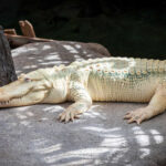 Albinon Alligator Claude
