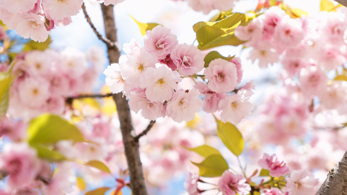 Close-up of cherry blossoms with soft pink petals and lush green leaves against a bright blue sky, conveying a sense of springtime and renewal.