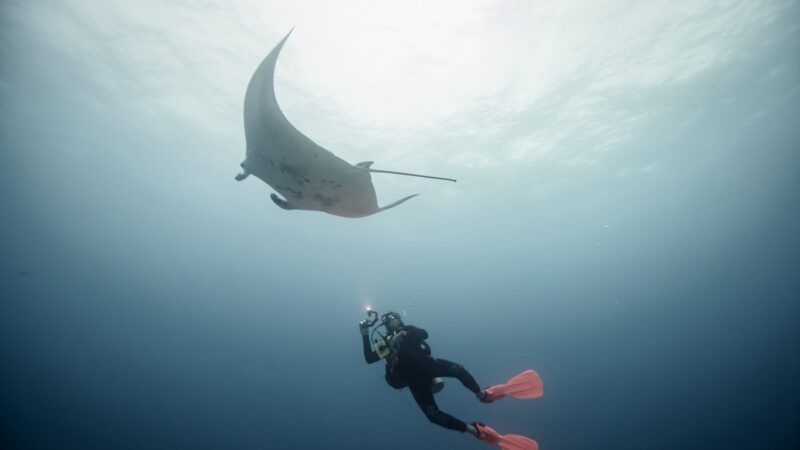 Manta ray swimming with diver