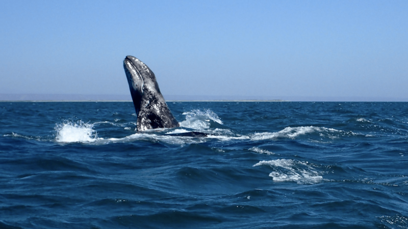 Gray-Whale-credit-Amanda-TownselOceanic-Society-feature-800x400-1.png